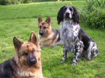 shepherds photo