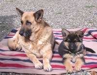 shepherds photo