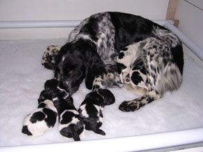 Willow and puppies 1 day