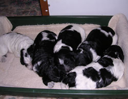 puppies 5 days
