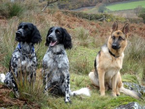 Cassie, Willow, Ebby Cassie, Willow, Ebby