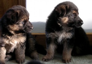 ashpups09-21