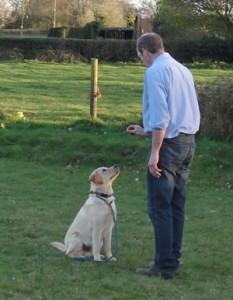dog-training-3