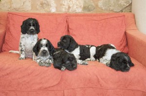 willowpuppies29