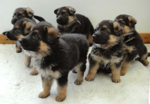 German Shepherd Puppies 5 wks